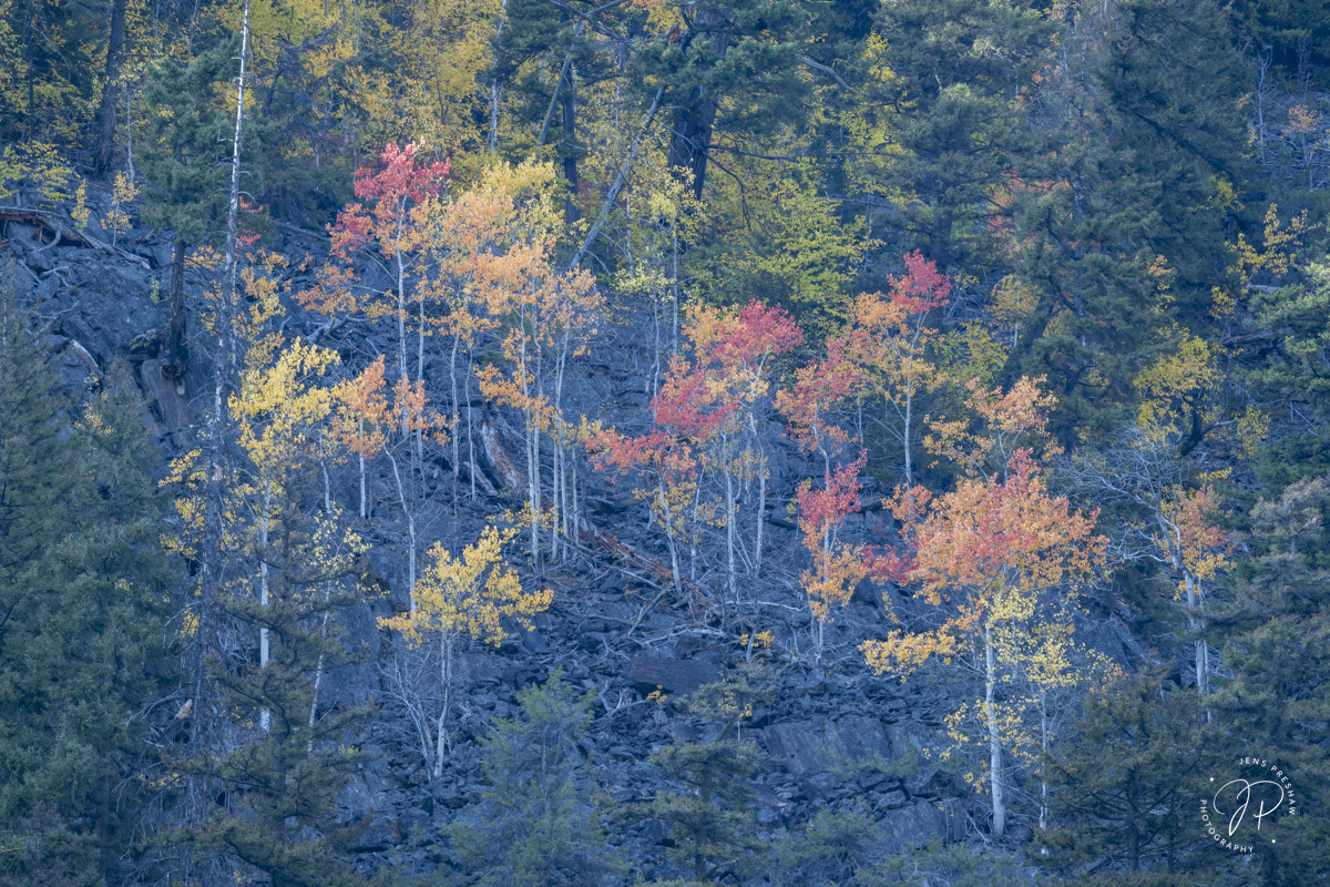 Orange, Red, Yellow, and Green