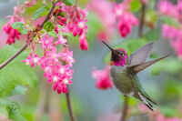 Iridescent Red