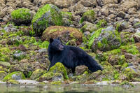 Black Bear Feeding in the Intertidal Zone