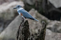 A Perched Belted Kingfisher