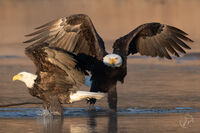 Bald Eagles Spreading Wings