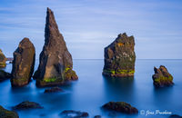 Icelandic Seagulls and Sea Stacks