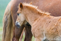 Foal and Mare