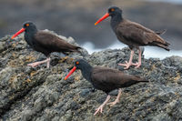 Three Black Oystercatchers