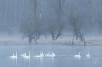 Trumpeter Swans