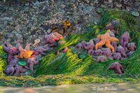 Ochre Sea Stars