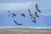 The Dance of the Herons