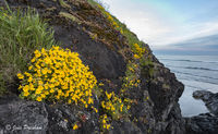 Yellow Monkey Flowers