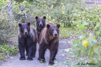 The Three Bears