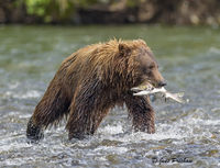 Grizzly Bear Fishing