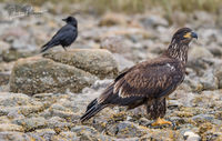 Juvenile Bald Eagle