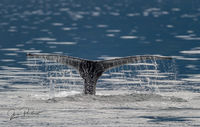 Humpback Whale Tail Flukes