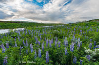 Lupines Along the Riverbank