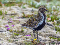 Eurasian Golden Plover