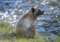 Relaxing On The Riverbank