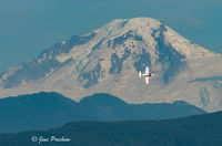 Lone Snowbird and Mount Baker
