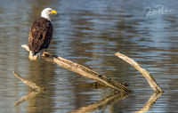 Bald Eagle Perched on a Dead Tree