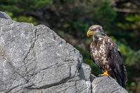 Juvenile Bald Eagle Perched on Rock