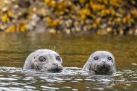 Harbour Seal and Pup