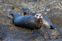 Harbour Seals Haulout