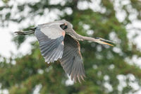 Heron Flying In The Rain