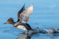 Hooded Merganser Takeoff