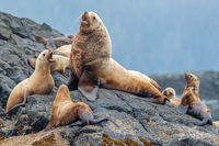 King Steller Sea Lion