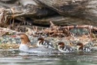 Common Merganser and Young