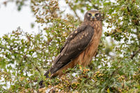 Northern Harrier - Juvenile Female