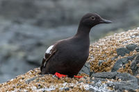 Pigeon Guillemot