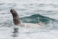 Risso's Dolphin