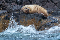Sleeping Steller Sea Lion
