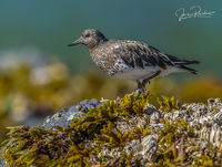 Black Turnstone