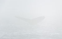 Humpback Whale in the Fog