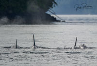 Resident Orcas Heading up the Strait