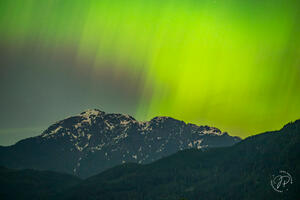 Green Golden Ears 
