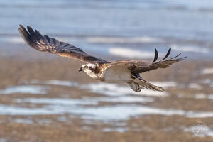 Gathering Nesting Material