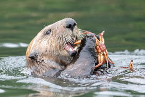 Sea Otter Breakfast