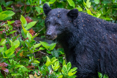 Black Bear in a Pacific Temperate Rainforest