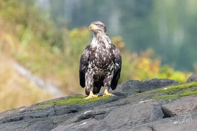 Powerful Legs and Talons
