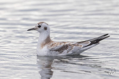 Bonaparte's Gull