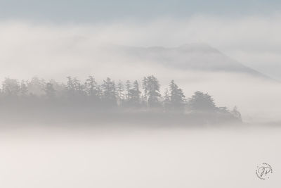 Coastal Fog