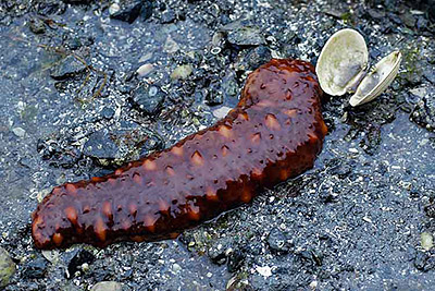 California Sea Cucumber