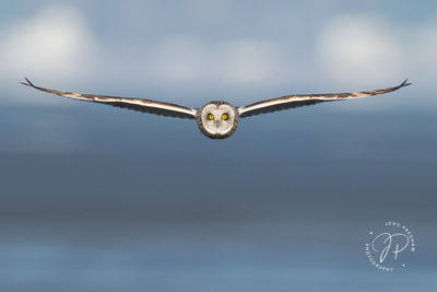 Yellow Eyes