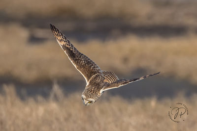 Short-eared Owl