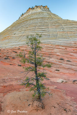 Checkerboard Mesa at Sunrise