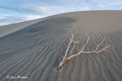 Branch and Sand Dune