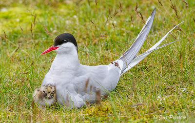 Arctic Tern and Chick