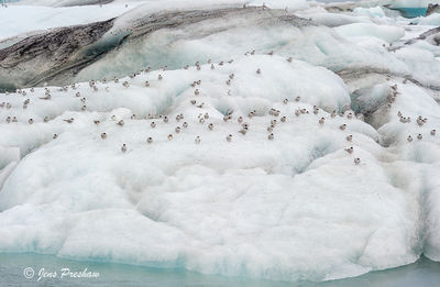 Arctic Terns