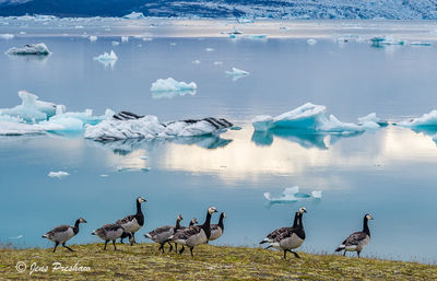 Barnacle Geese